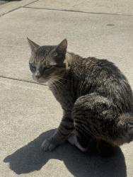 Found/Stray Unknown Cat last seen South congress and slaughter , Austin, TX 78745