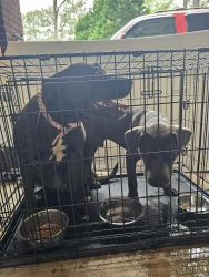Reunited Unknown Dog last seen Near rivoli dr, Macon, GA 31210