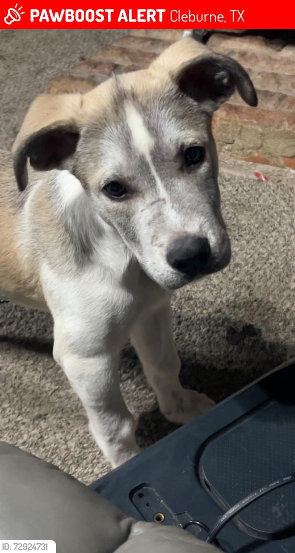 Lost Male Dog last seen Cleburne lake, Cleburne, TX 76033
