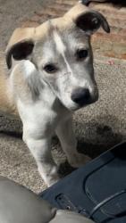 Lost Male Dog last seen Cleburne lake, Cleburne, TX 76033