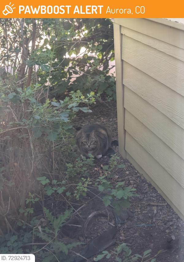 Found/Stray Unknown Cat last seen huntington ridge apts, Aurora, CO 80247
