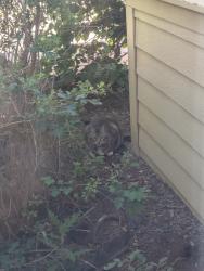 Found/Stray Unknown Cat last seen huntington ridge apts, Aurora, CO 80247