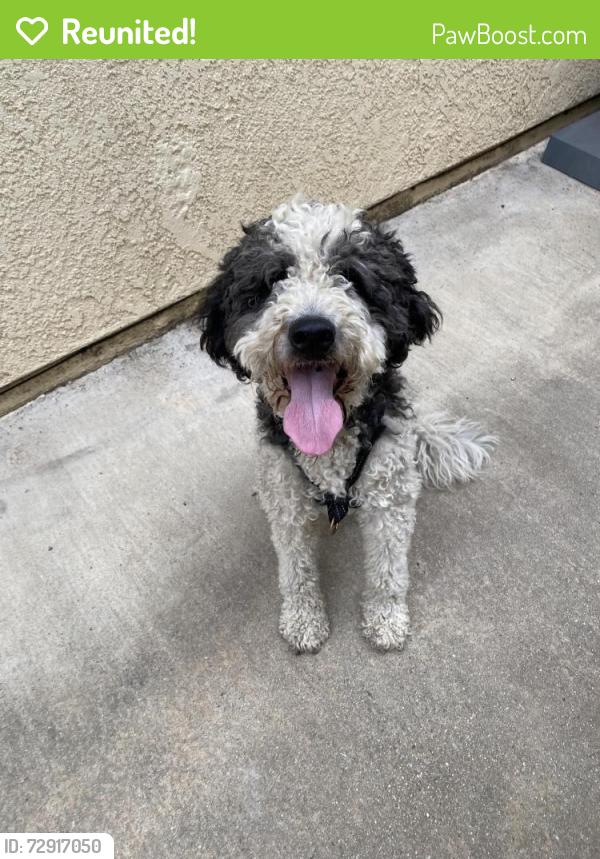 Reunited Unknown Dog last seen Dancy St and Klum Pl, Rowland Heights, CA 91748