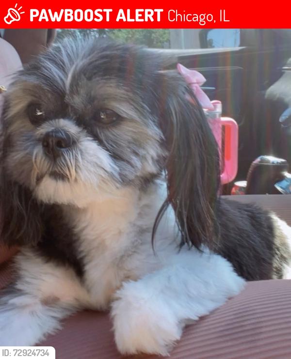 Lost Female Dog last seen Keeler and Arthington , Chicago, IL 60624