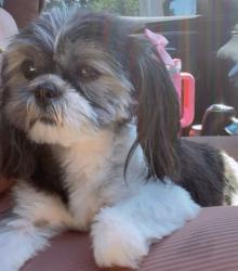 Lost Female Dog last seen Keeler and Arthington , Chicago, IL 60624