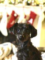 Reunited Male Dog last seen Geneva Rd & 1210 N Provo , Provo, UT 84601