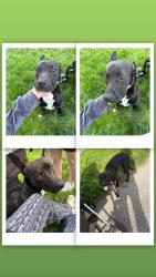 Lost Male Dog last seen Columbus & N Erie St, Toledo, OH 43611