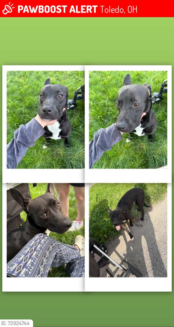 Lost Male Dog last seen Columbus & N Erie St, Toledo, OH 43611