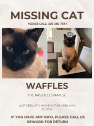 Lost Male Cat last seen Acorn loop , Rio Rancho, NM 87144