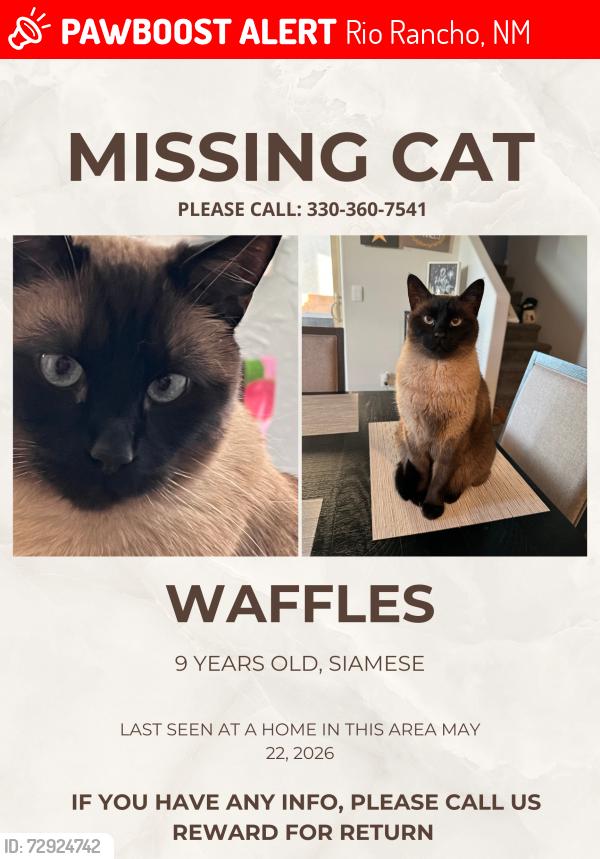 Lost Male Cat last seen Acorn loop , Rio Rancho, NM 87144