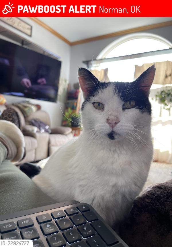 Lost Male Cat last seen Hwy9 and chat aqua, Norman, OK 73072