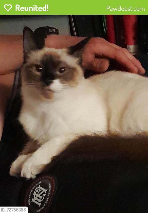 Reunited Female Cat last seen Coliseum and Labrea, Los Angeles, CA 90016