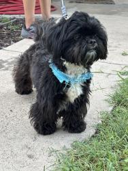 Reunited Male Dog last seen Thornwood and Conway, Mission, TX 78574
