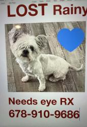Lost Male Dog last seen Kelly St, Destin, FL 32541