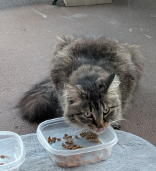 Lost Female Cat last seen South Patrick drive and Jackson Ave, Satellite Beach, FL 32937