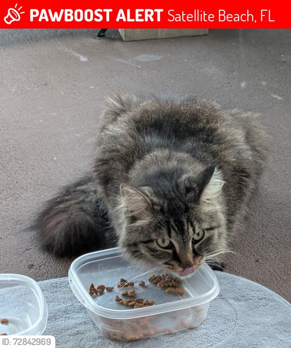 Lost Female Cat last seen South Patrick drive and Jackson Ave, Satellite Beach, FL 32937
