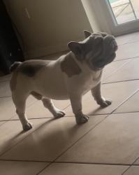 Lost Male Dog last seen Near Oak Grove Ave Deltona FL 32725 United States, Deltona, FL 32725