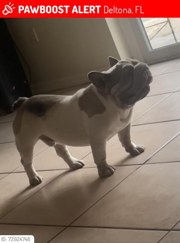 Lost Male Dog last seen Near Oak Grove Ave Deltona FL 32725 United States, Deltona, FL 32725