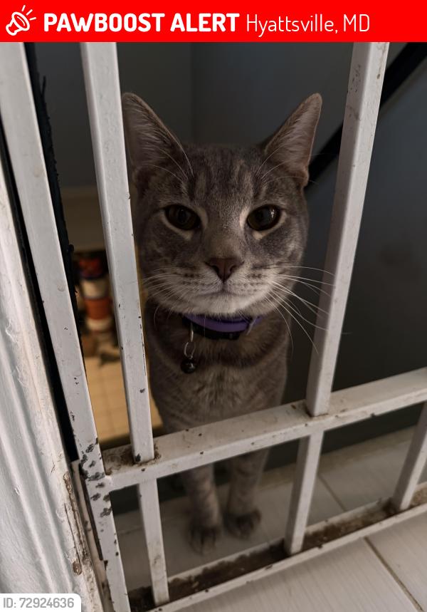 Lost Male Cat last seen Near Drexel st hyattsville Md 20783 , Hyattsville, MD 20783