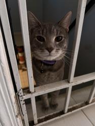 Lost Male Cat last seen Near Drexel st hyattsville Md 20783 , Hyattsville, MD 20783