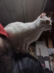 Reunited Male Cat last seen California Ave/1300 S, Salt Lake City, UT 84104