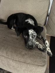 Found/Stray Female Dog last seen Weber and Saratoga Latitude apmts , Corpus Christi, TX 78413