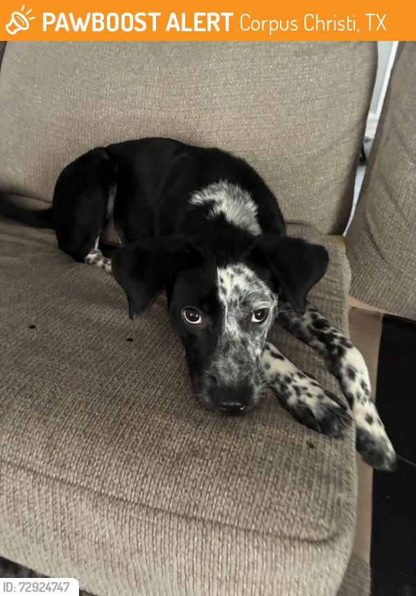 Found/Stray Female Dog last seen Weber and Saratoga Latitude apmts , Corpus Christi, TX 78413
