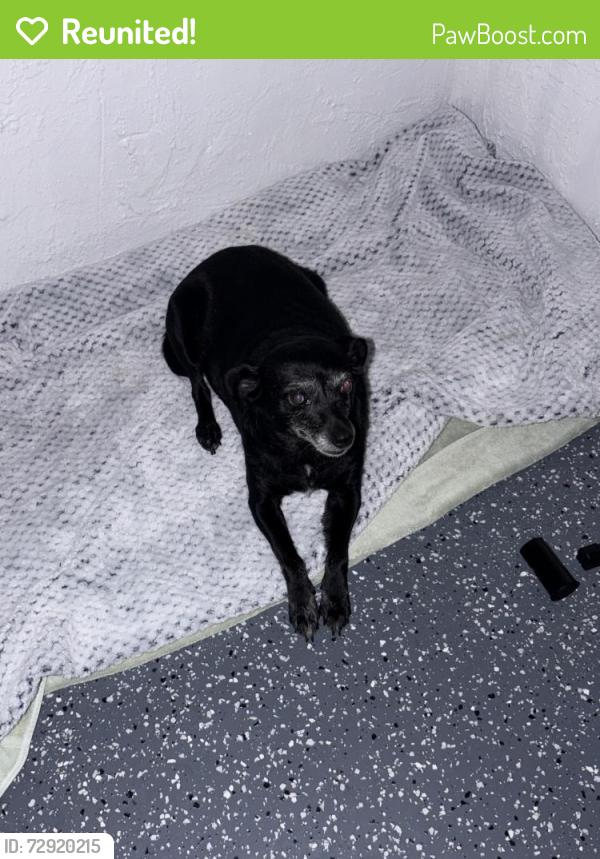 Reunited Female Dog last seen Near 71st Street, Miami Beach , Miami Beach, FL 33141