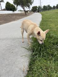 Found/Stray Male Dog last seen Mance Buchanon Park, Oceanside, CA 92057