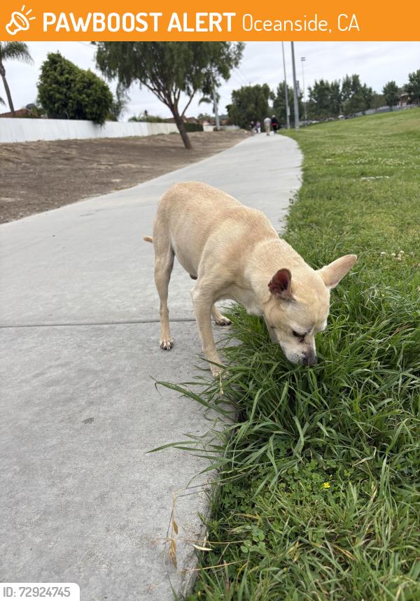Found/Stray Male Dog last seen Mance Buchanon Park, Oceanside, CA 92057