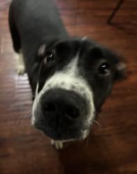 Reunited Male Dog last seen Benton Rd. By Walmart Travelers Rest SC , Travelers Rest, SC 29690