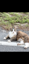 Found/Stray Female Cat last seen Adam’s st and bell st , Wilmington, NC 28401