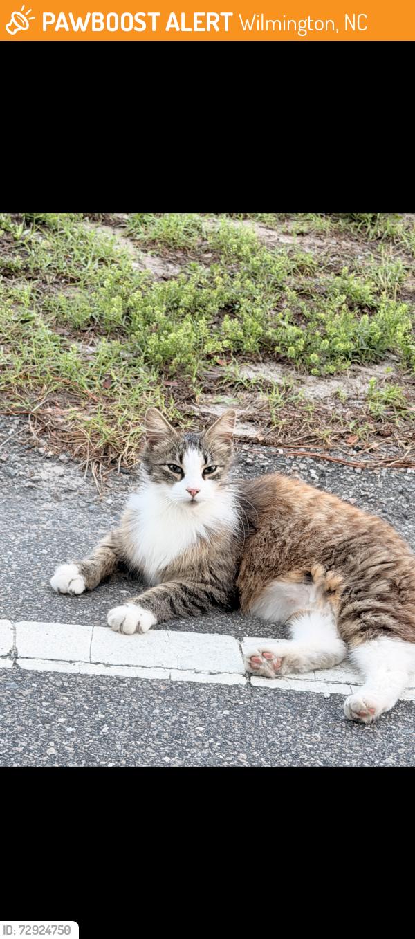 Found/Stray Female Cat last seen Adam’s st and bell st , Wilmington, NC 28401