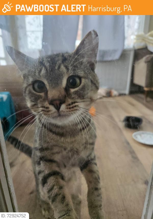 Found/Stray Male Cat last seen Maclay st Harrisburg , Harrisburg, PA 17102