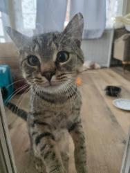 Found/Stray Male Cat last seen Maclay st Harrisburg , Harrisburg, PA 17102