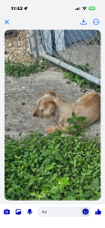Reunited Male Dog last seen West Martin st, San Antonio, TX 78207