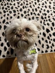 Lost Male Dog last seen Near Churchill Circle Greenville SC, Greenville, SC 29601