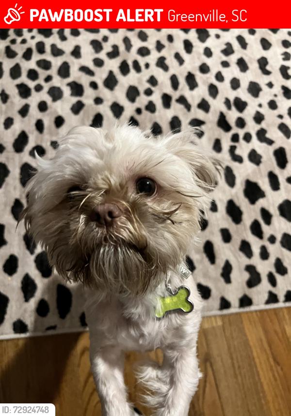 Lost Male Dog last seen Near Churchill Circle Greenville SC, Greenville, SC 29601