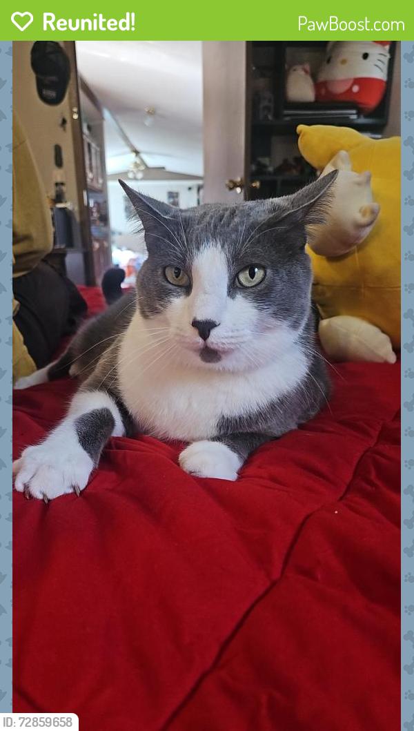 Reunited Male Cat last seen Woodville pike, Loveland, OH 45140