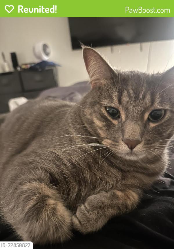 Reunited Male Cat last seen Hamilton, Huntington Beach, CA 92646
