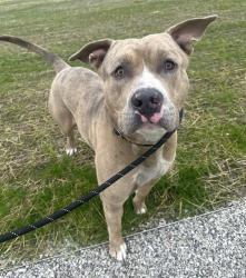 Shelter Stray Male Dog last seen Near , Indianapolis, IN 46221