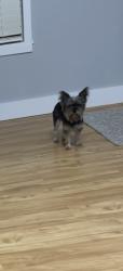 Reunited Male Dog last seen 21st ave N & fourth st N , Texas City, TX 77590