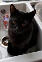 Lost Male Cat last seen Carlton road , Torbay, England TQ1