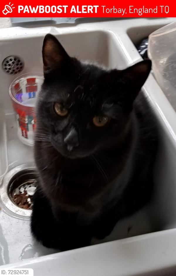 Lost Male Cat last seen Carlton road , Torbay, England TQ1