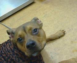 Shelter Stray Male Dog last seen EL CAMINO AVE/BELL ST, 95821, Sacramento, CA 95827