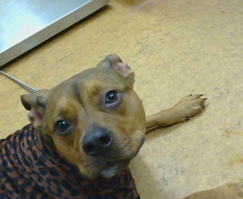 Shelter Stray Male Dog last seen EL CAMINO AVE/BELL ST, 95821, Sacramento, CA 95827