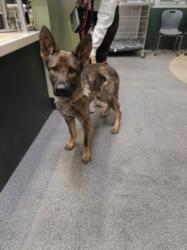 Shelter Stray Male Dog last seen , Los Angeles, CA 90031