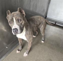 Shelter Stray Female Dog last seen KNOX AND VIENNA, San Bernardino, CA 92401
