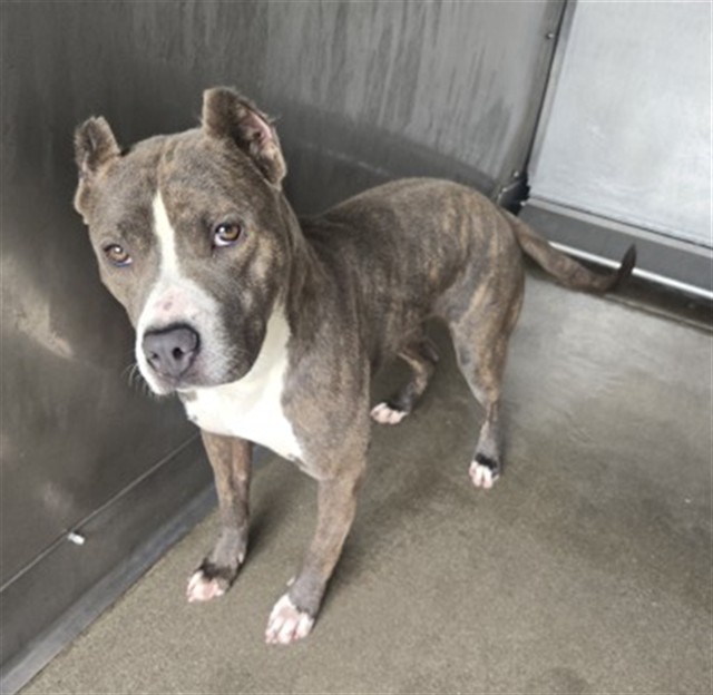 Shelter Stray Female Dog last seen KNOX AND VIENNA, San Bernardino, CA 92401
