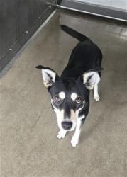 Shelter Stray Female Dog last seen WILSON X BASELINE, San Bernardino, CA 92401